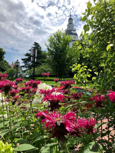 Bee balm flowers at Annapolis Green