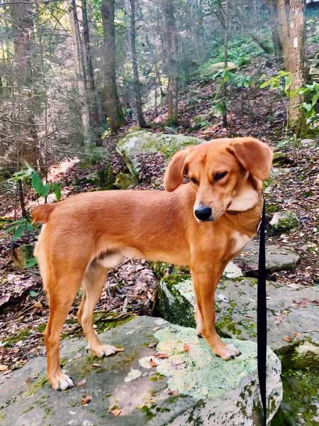 Dog at Ritchie Hollow Trail