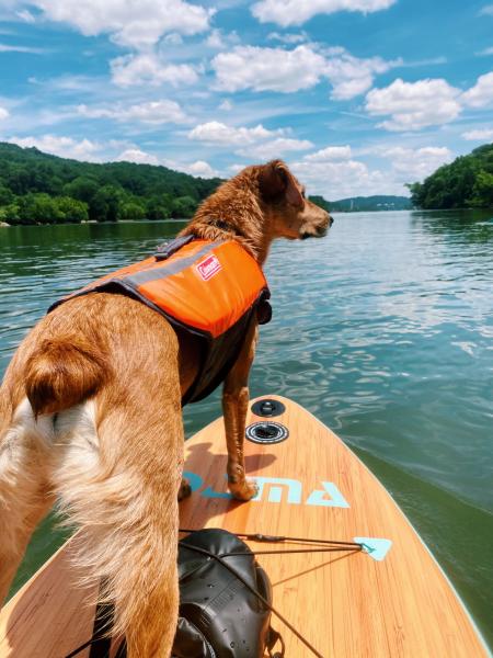 Water dog - dog on paddle board