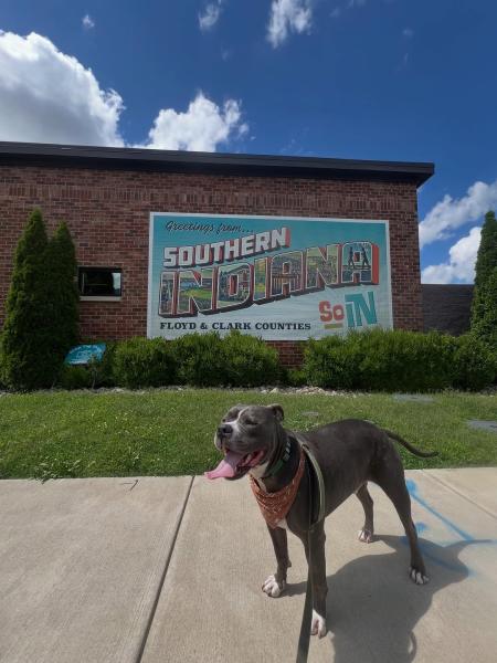 Dog posing in front of Southern Indiana Visitor Center postcard mural.