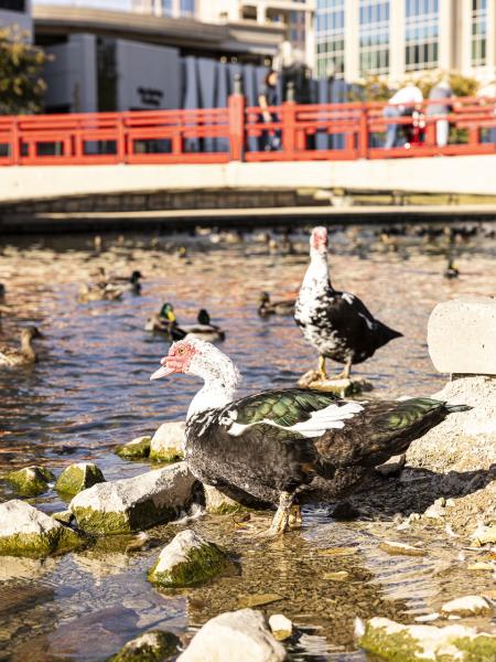 Geese at Big Spring Park