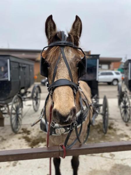 Horse buggy in Shipshewana