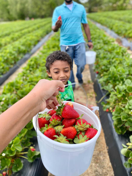 A hand holds a full bucket of strawberries up to the camera at Smith's Nursery in Benson, NC.