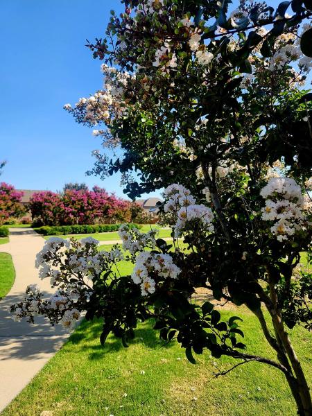 Crape Myrtle Tree While blooms in 2023