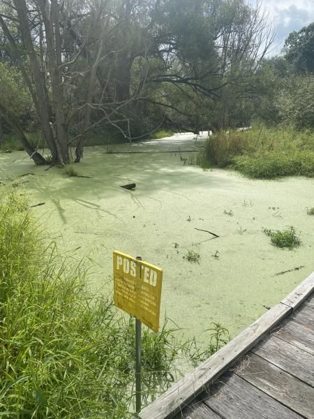 wooden bridge over green water in a marsh with yellow posted sign