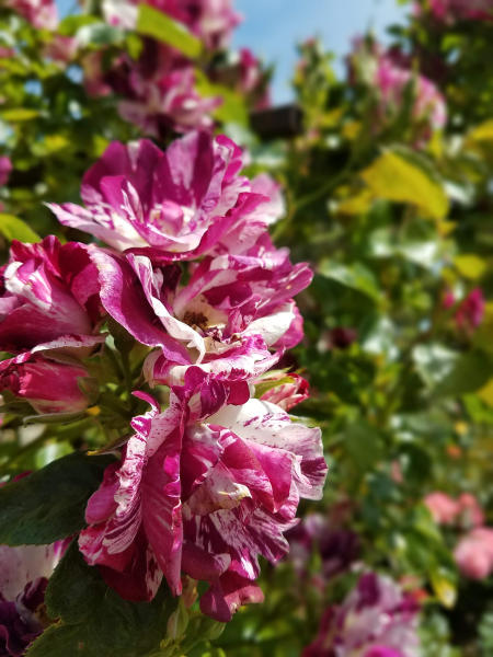Point Defiance Park Rose Garden