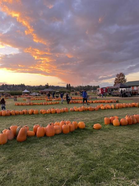 picha farms puyallup