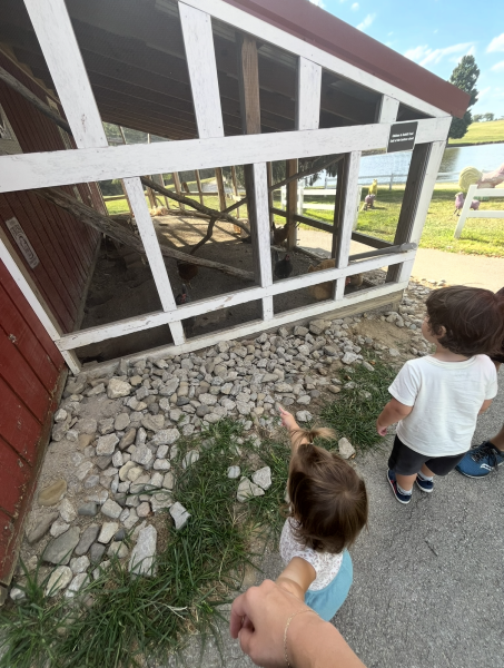 Children viewing farm animals at Joe Huber's.