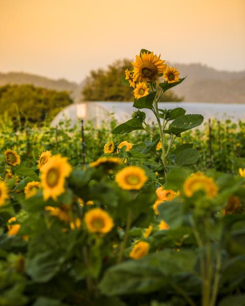 The French Laundry Garden - Emma K. Morris