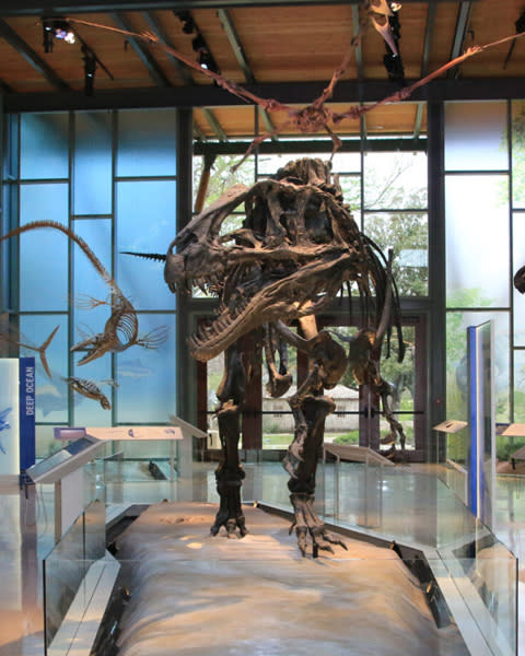 Dinosaur skeleton display