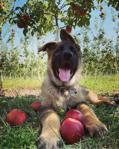 German Shephard posing excitedly at an apple orchard
