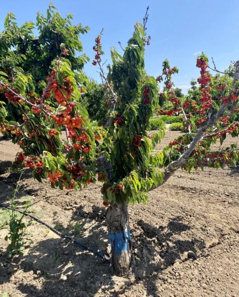 small cherry tree filled with bright red cherries