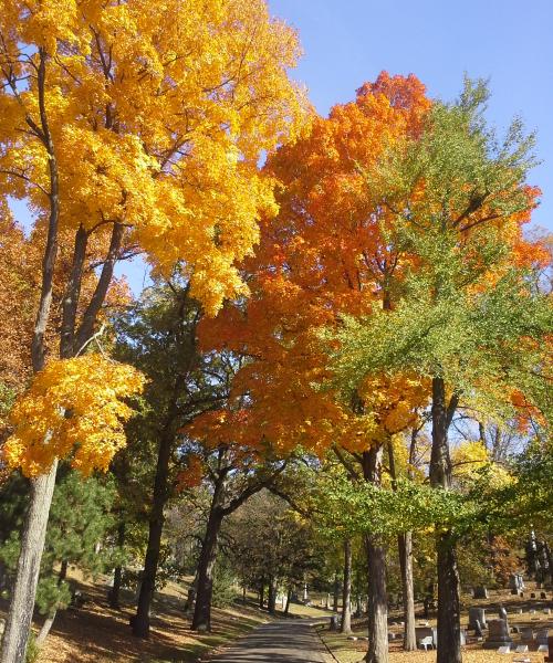 Fall Woodland