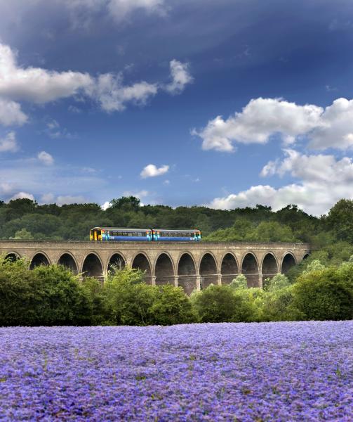 Chappel Viaduct Bluebells Train Photo