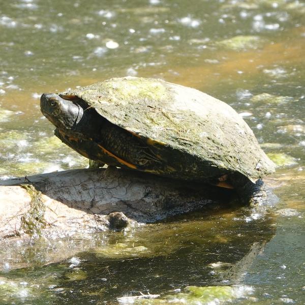Turtle at the Rio Grande Nature Center