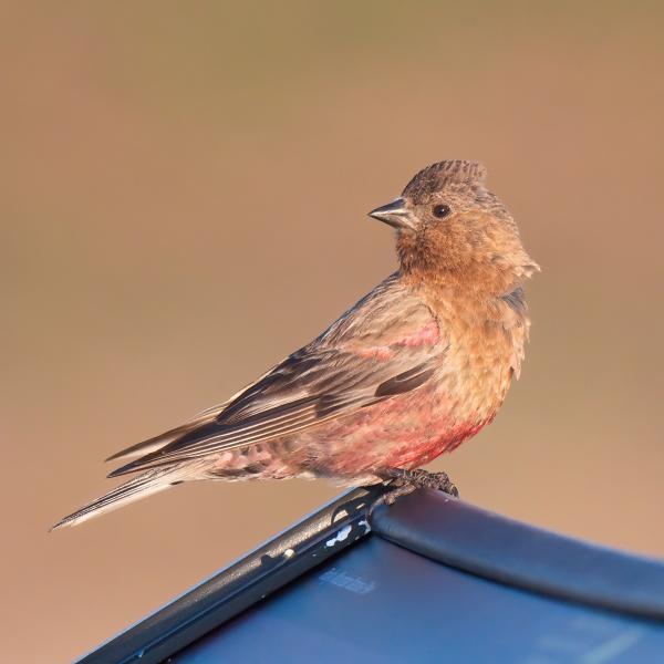 A picture of a brown-capped rosy finch sitting on a metal object.