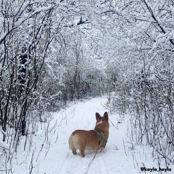 Cherry Hill, Dog in Snow