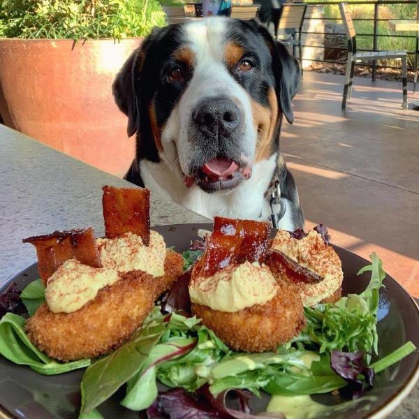 Photo of dog and plate of food at Lazy Dog Restaurant
