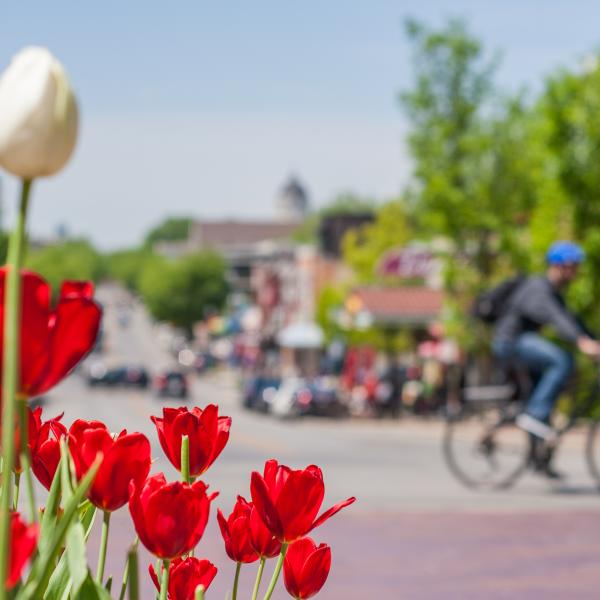 Tulips bloom in Downtown Bloomington in the spring