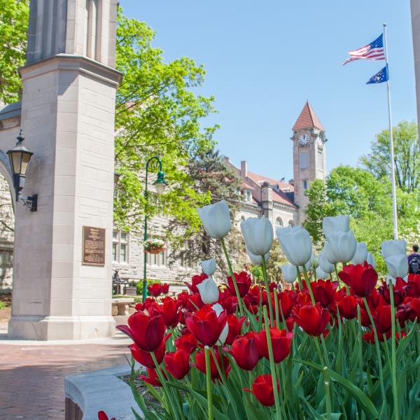 Tulips at Sample Gates In Bloomington, IN