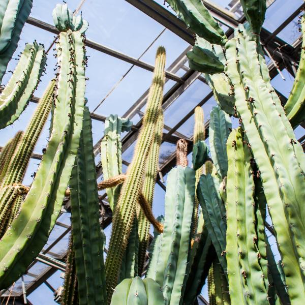 Various types of cacti at the Jordan Hall Greenhouse in Bloomington, IN