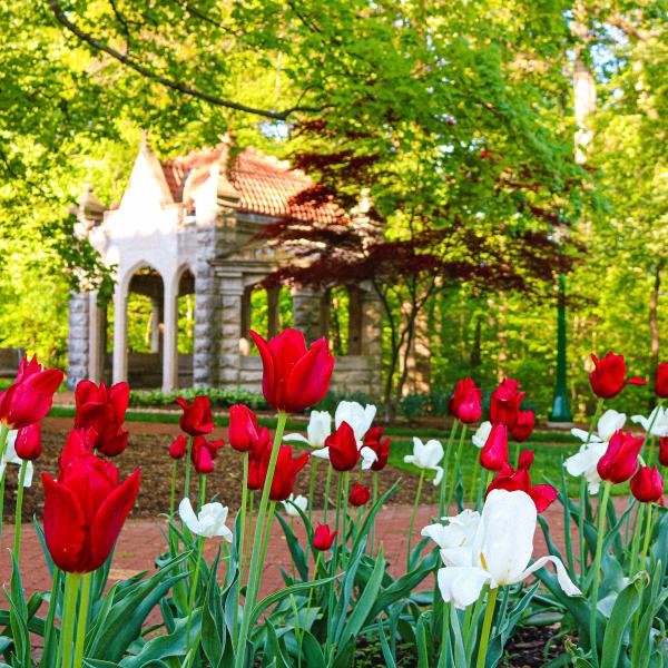 A close-up of tulips with the Rose Well House in the background