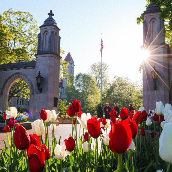 Tulips in the morning sunshine in front of Sample Gates
