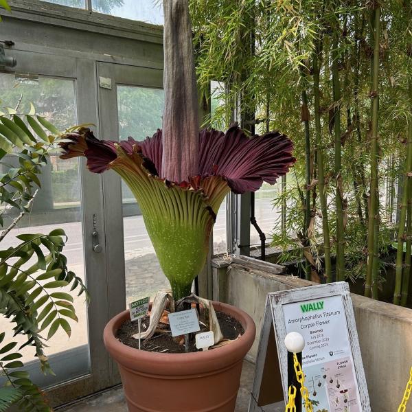 Wally the Corpse Flower
