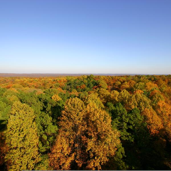 View of the Charles C. Deam Wilderness from the Hickory Ridge Fire Tower