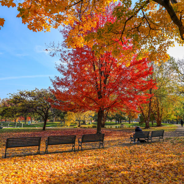 Schiller Park covered in red and orange leaves during the fall