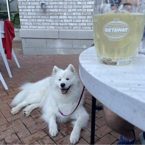 Getaway Brewing Dog Friendly - Boo the Samoyed on the patio