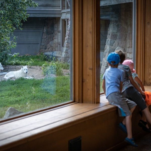 Image of children at the International Wolf center looking at a wolf in its habitat through a window.