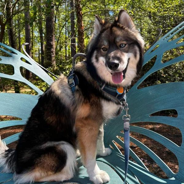 Husky on butterfly bench at Cape Fear Botanical Garden during Dog Day in Fayetteville NC