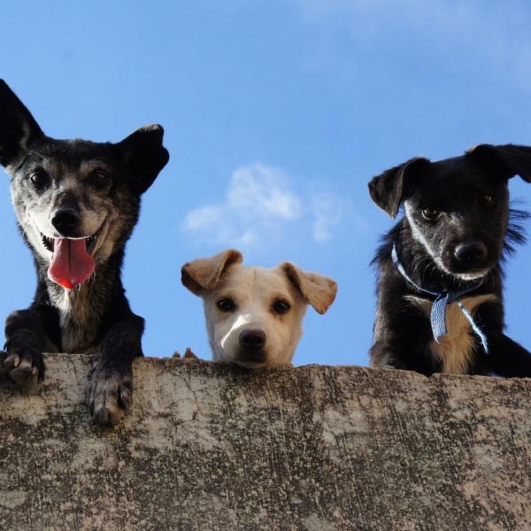 Three dogs looking over a fence