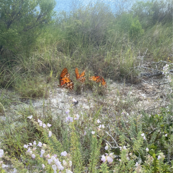 Butterflies on Bay View Trail