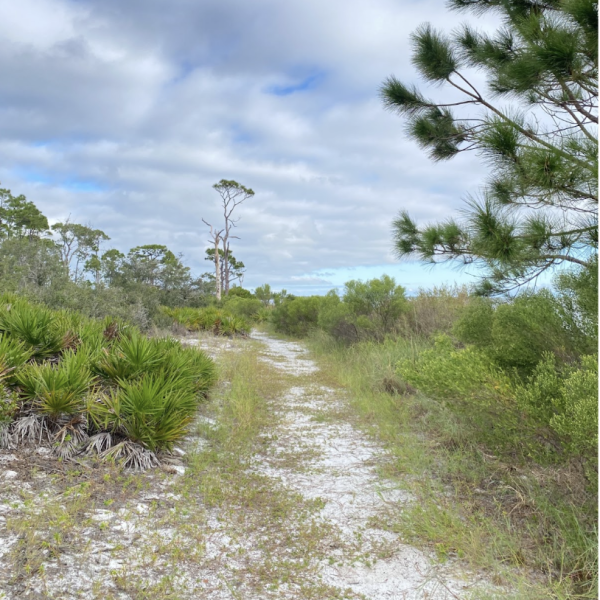 Bay View Trail Pines
