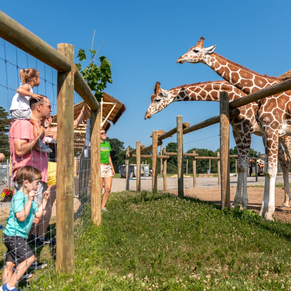 Lake Tobias Giraffes Exhibit