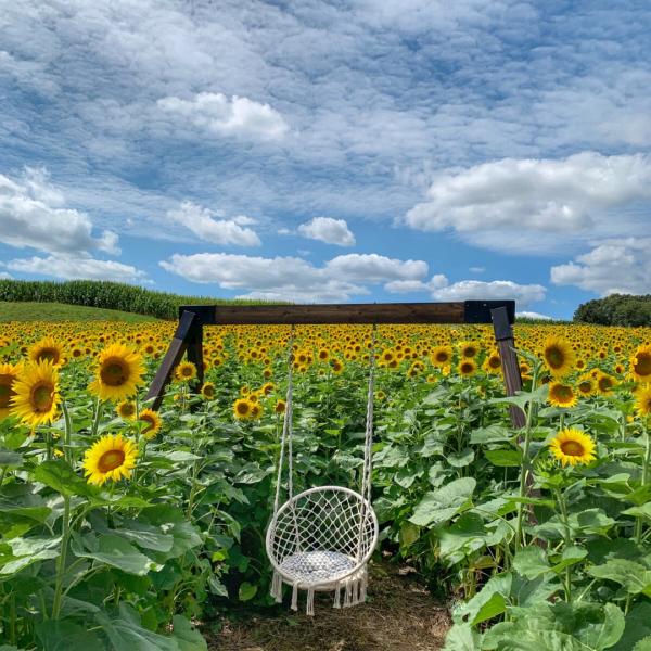 Gaver Farm - Sunflower Fields Swing Photo