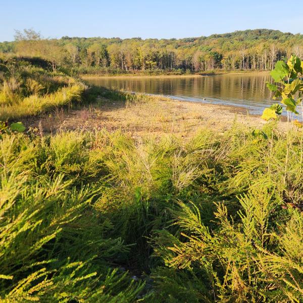 Patoka Lake