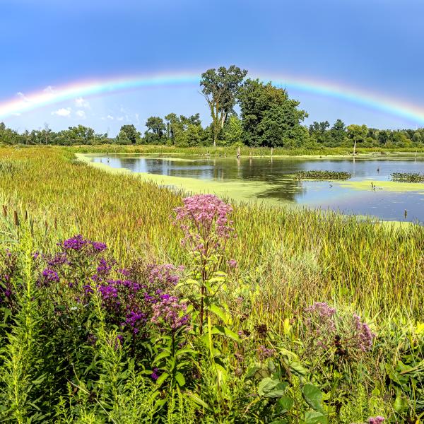 Great Marsh Indiana Dunes
