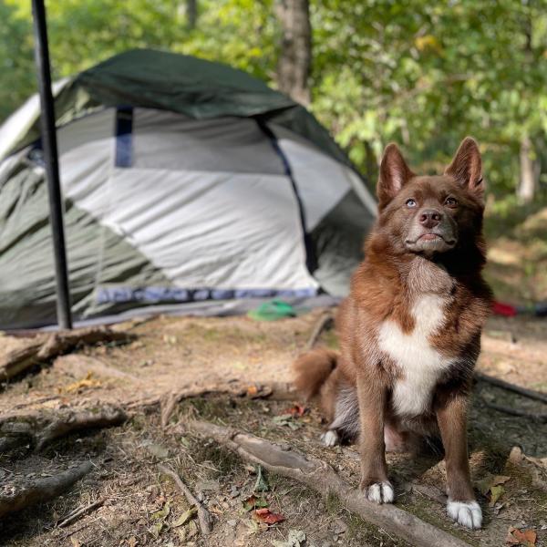 PetFriendly Activities in the Scranton Area Events, Hotels