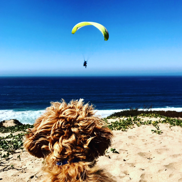 This is an image of the back of a dogs head watching a paraglider at Marina State Beach. The deep blue ocean and sand can be seen in the background