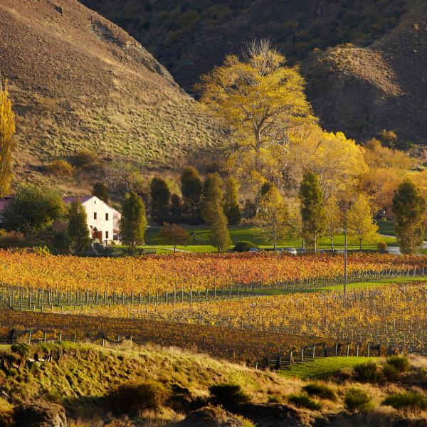 Gibbston's Chard Farm winery in autumn