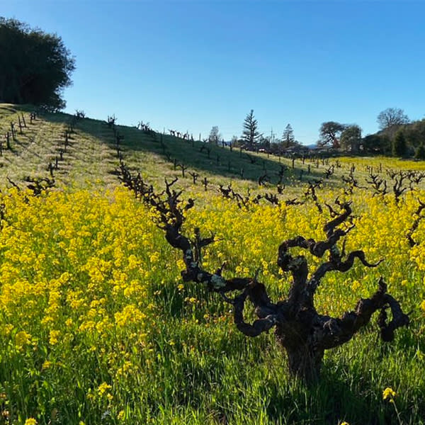 Turley Wine Cellars