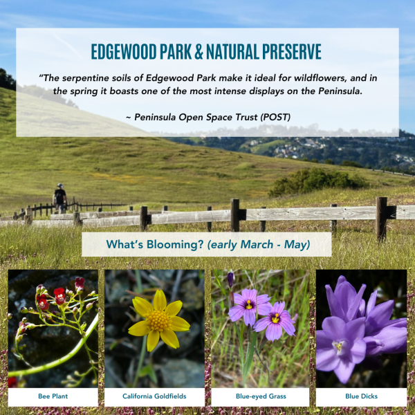 Edgewood Park & Natural Preserve Wildflowers