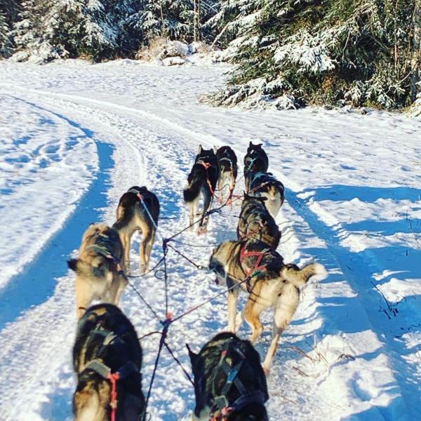 Behind dogsled Northern Lights tour