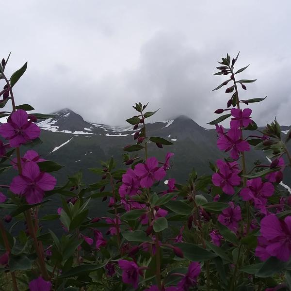 dwarf fireweed; cloudy mountains in the background