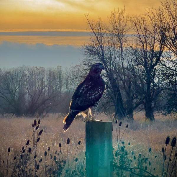 Ridgefield Wilflife Refuge