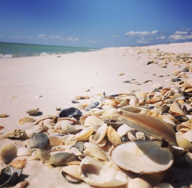 Shell & Starfish Basket — Snowbirds Hideout