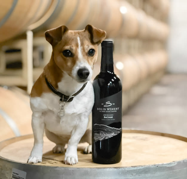 a little brown and white dog sits on a wine barrel next to a wine bottle